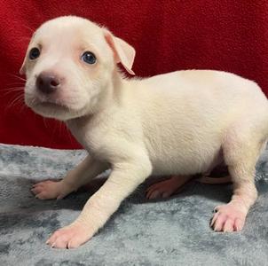 Titan, American Pit Bull Terrier Mix, puppy, available for adoption