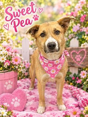 Sweet Pea, Mixed Breed, young, available for adoption