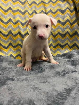 Elyse, Mixed Breed, puppy, available for adoption