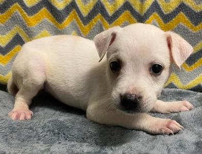 Mia, American Pit Bull Terrier Mix, puppy, available for adoption