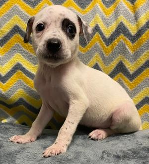 Fether, Pit Bull Terrier Mix, puppy, available for adoption