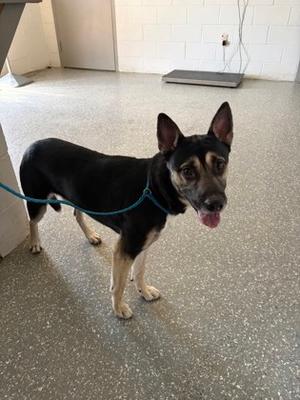 Smith, Mixed Breed, young, available for adoption