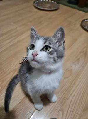 A gray and white cat with green eyes sitting on a wooden floor, looking up.