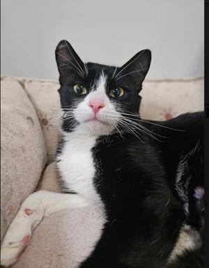 Stevie, young, available for adoption