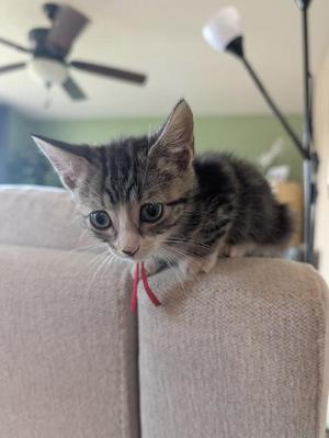 A gray tabby kitten with large green eyes is sitting on the back of a beige couch, looking directly at the camera. The kitten has a red string tied around its neck. In the background, there is a ceiling fan and a lamp.
