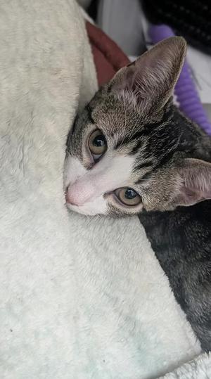 Chaos, young, available for adoption