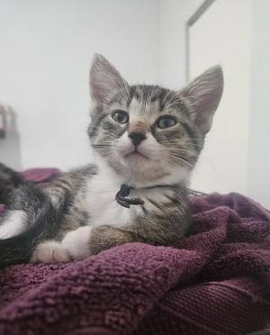 Wonder, young, available for adoption