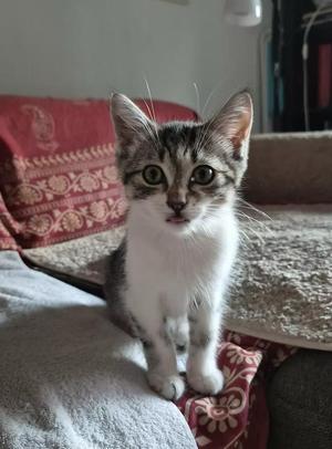 Pumba, young, available for adoption