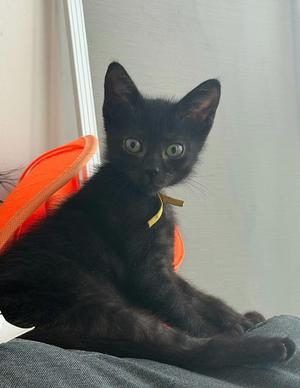 Wok, young, available for adoption
