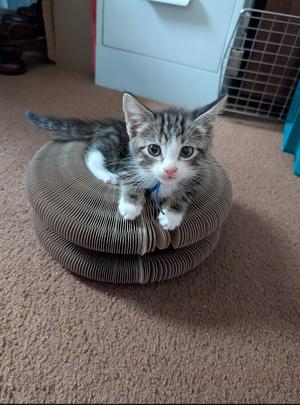 A small gray and white kitten sitting on a brown, circular, corrugated scratching post on a carpeted floor.