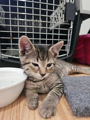 Irwin, young, available for adoption