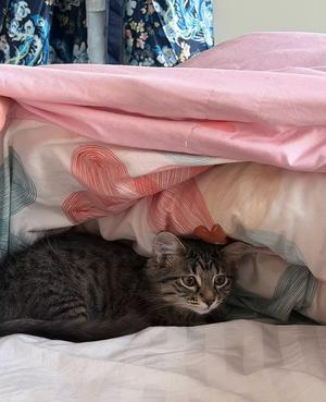 Slippers, young, available for adoption