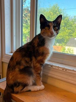 Skillet, young, available for adoption