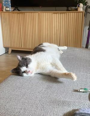 Smudge, adult, available for adoption