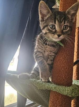 Hawking, young, available for adoption