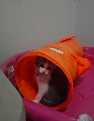 A small cat peeking out of an orange tunnel toy, sitting on a pink surface.