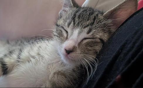 A close-up of a sleeping tabby cat with white fur, resting on a dark surface.