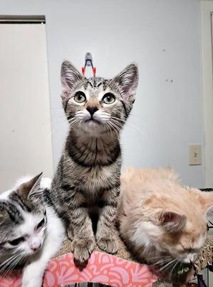 Nicks, young, available for adoption