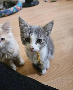 West, young, available for adoption