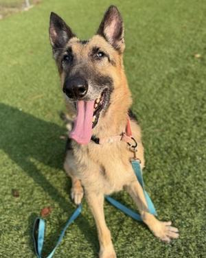 A German Shepherd dog sitting on green grass, wearing a blue leash and a red collar, with its tongue out and looking at the camera.