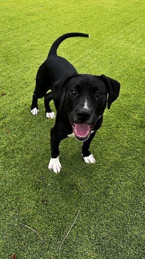 Hawaii - 2, Labrador Retriever / Mixed Breed, young, available for adoption