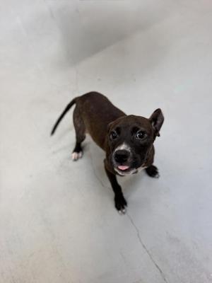 a small brown puppy with a black nose and ears, standing on a white surface