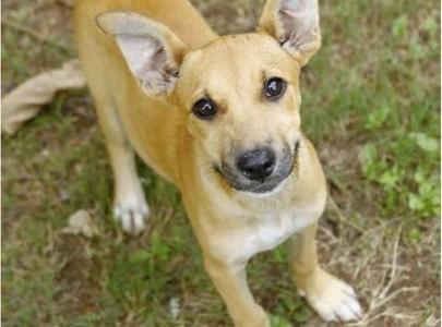 A small, light brown dog with large ears and a black nose is standing on grass, looking up at the camera.