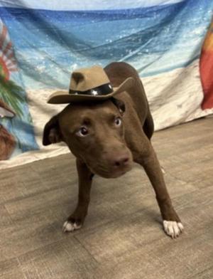 Ivy - 1, Labrador Retriever / Mixed Breed, young, available for adoption