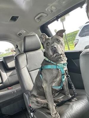 A gray dog wearing a blue harness sits in the back seat of a car.