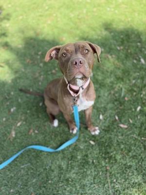 A brown dog with a white chest and paws, wearing a blue leash, sitting on grass and looking up.