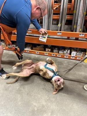 Blackjack - 1, American Staffordshire Terrier / Mixed Breed, adult, available for adoption