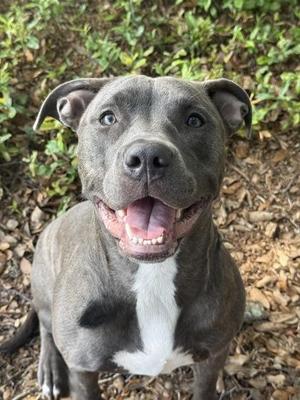 Darla - 1, Pit Bull Terrier / Mixed Breed, adult, available for adoption