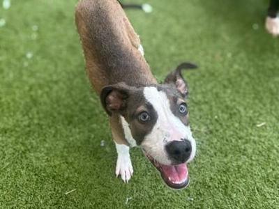 A brown and white dog with a black nose and blue eyes, standing on green grass and looking up at the camera with its mouth open.