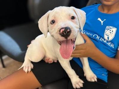 Cumulus - P, Dogo Argentino / Mixed Breed, puppy, available for adoption