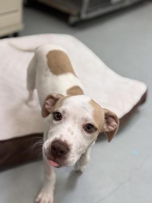 A brown and white dog standing on a dog bed, looking up at the camera with its tongue slightly out.