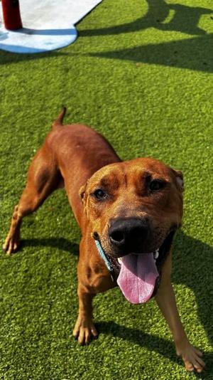 Buck - 2, Pit Bull Terrier / Mixed Breed, young, available for adoption