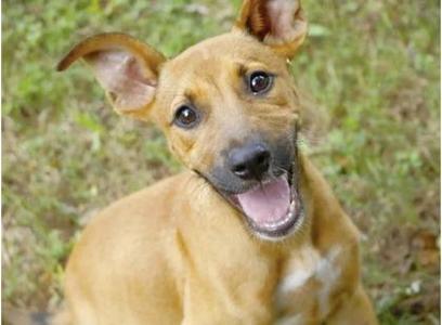 a brown dog with floppy ears and a happy expression