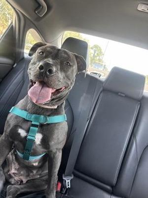 A gray dog with a blue harness sitting in the back seat of a car, looking at the camera with its tongue out.