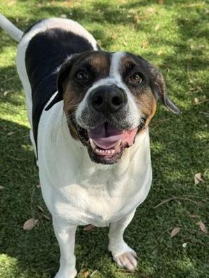 Lilo - 1, Hound / Mixed Breed, adult, available for adoption