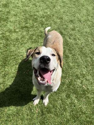 Deebo - 2, Pit Bull Terrier / Saint Bernard, young, available for adoption