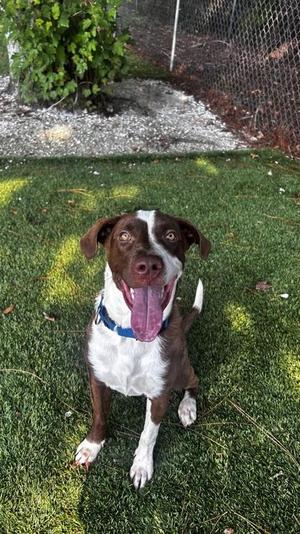 Doc Martens - 2, Pit Bull Terrier / Mixed Breed, young, available for adoption