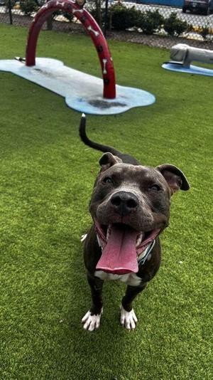 Coda - 3, Pit Bull Terrier / Mixed Breed, adult, available for adoption