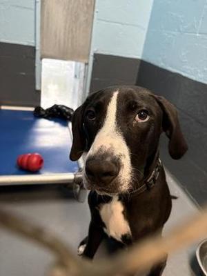 Cane - 1, Pit Bull Terrier / Mixed Breed, young, available for adoption