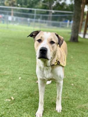 A light-colored dog with floppy ears standing on a grassy field, looking directly at the camera.