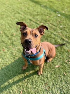 A brown dog with a blue harness sitting on green grass, looking up with its tongue out.