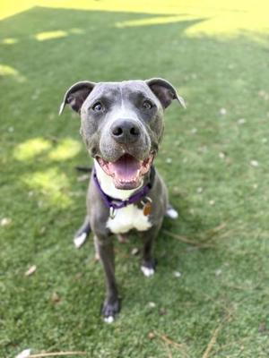 A happy gray dog with a white chest and paws, wearing a purple collar, sitting on a grassy field.