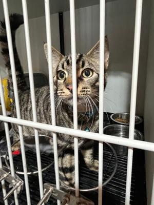 Nugget, young, available for adoption