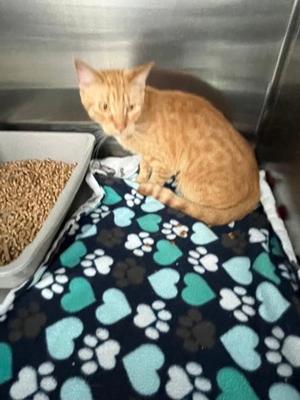 McFlurry, young, available for adoption