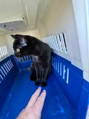 Hamburglar, young, available for adoption