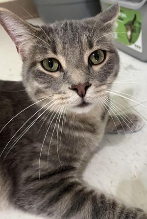 Cloud, young, available for adoption